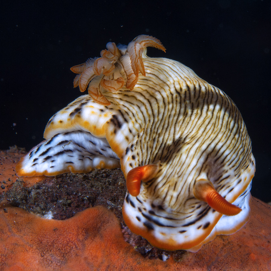 marine animal from Indonesia